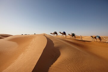 Fototapeta na wymiar Tunesien,TUN Erg Oriental, 17.03.2008 ..Kamel Trekking in der nördlichen Sahara. Karawane zwischen Douz und Ksar ghilane. | 