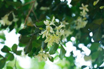 kamini Flower And Tree With Leaf