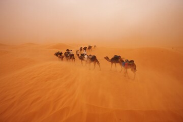 Fototapeta na wymiar Tunesien,TUN Erg Oriental, 20.03.2008 .Kamel Trekking in der nördlichen Sahara. Sandsturm zwischen Douz und Ksar ghilane. 
