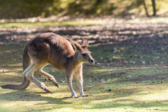 kangaroo