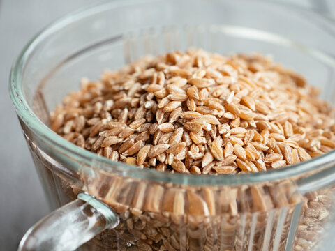 Emmer wheat
