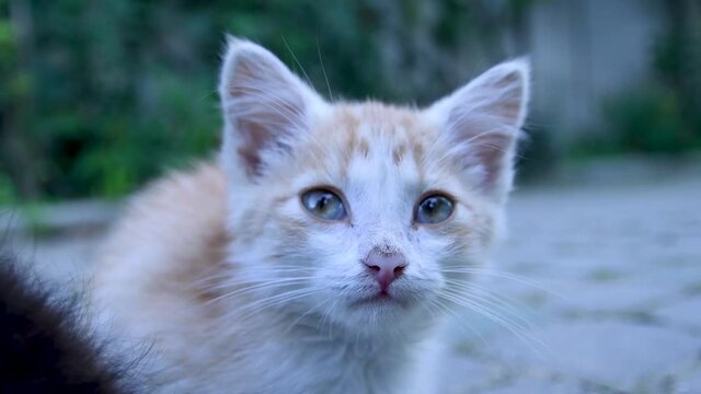 Little red-white cat looks into the lens frame. Close up outside