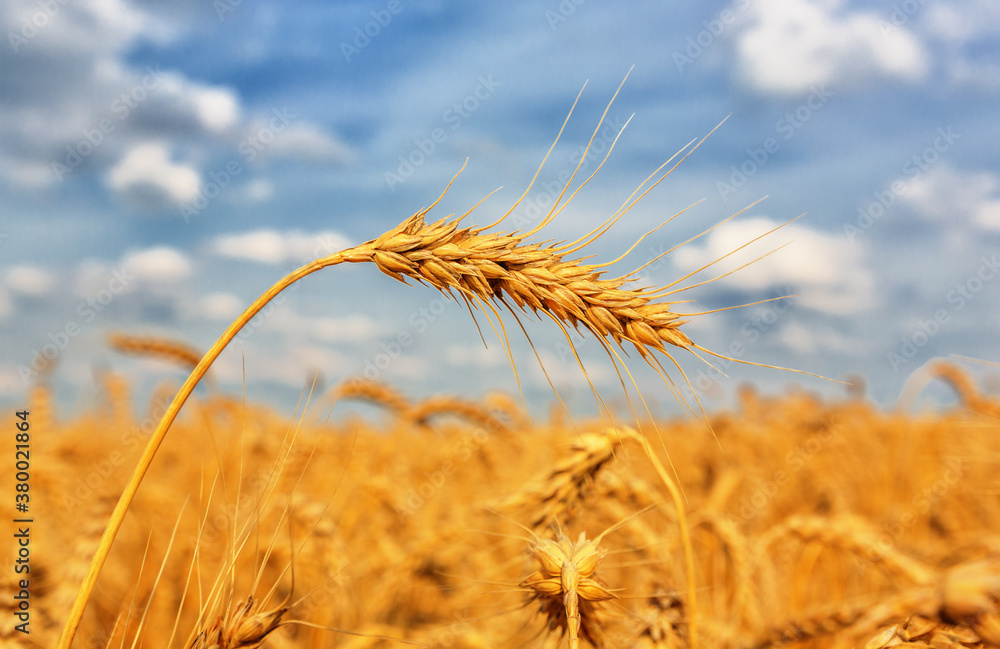 Wall mural Wheat ears and sky