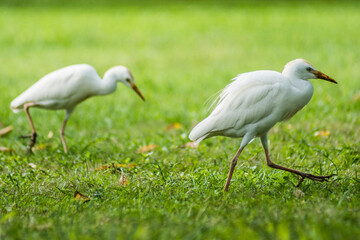 Cattle Egret