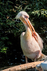 Great White Pelican (Pelecanus onocrotalus) on lake