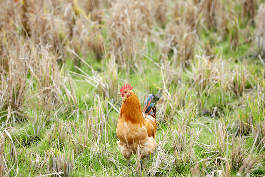 Chicken in the grass