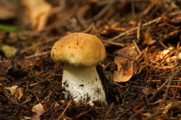 grzybobranie borowik szlachetny w igliwiu © Robert Borek