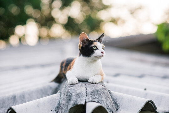 Cat on roof