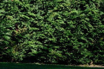 Fototapeta premium pink cherry blossom of Japan