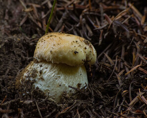 grzybobranie mały borowik szlachetny © Robert Borek