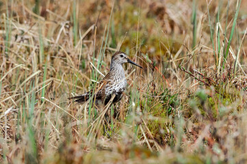 Dunlin (Calidris alpina) in Barents Sea coastal area, Russia