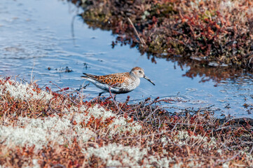 Dunlin (Calidris alpina) in Barents Sea coastal area, Russia