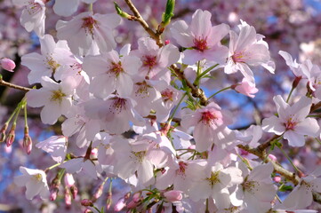 pink cherry blossom of Japan