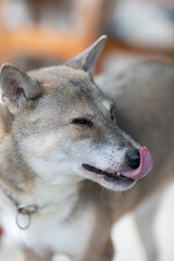 Dog sticking out tongue close up happily