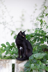 A black cat sitting on a white fence