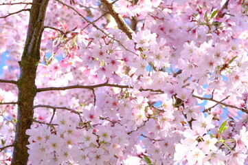 pink cherry blossom of Japan