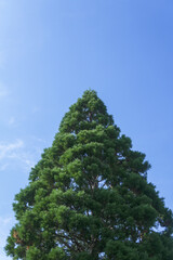 Pine tree in the summer