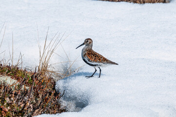 Dunlin (Calidris alpina) in Barents Sea coastal area, Russia