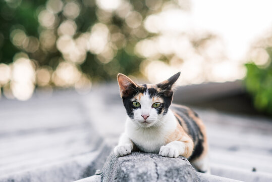 Cat on roof