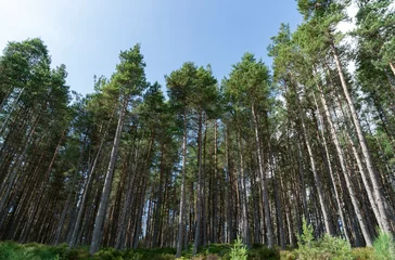 Fotobehang Douglas fir forest © Ben Jessop