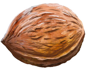 Whole walnut watercolor hand drawn illustration isolated on white background. High quality photo