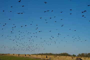 black birds circling in the blue sky over the field