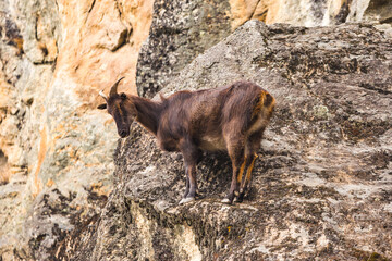Mountain goat on the rocks. Nepal