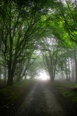 Foggy Morning at Forest, Ireland