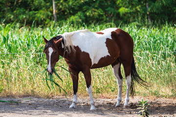 brown and white horses are playing on the farm