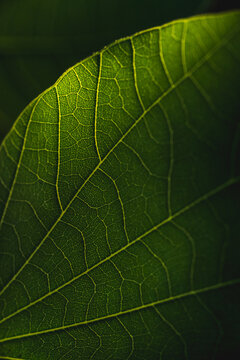 Light through the leaf