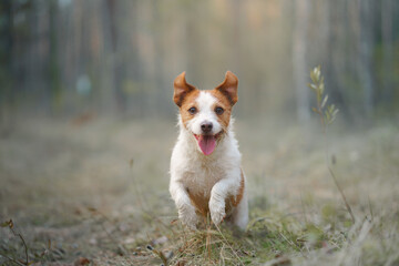 red and white dog runs. little active jack russell plays in nature. 