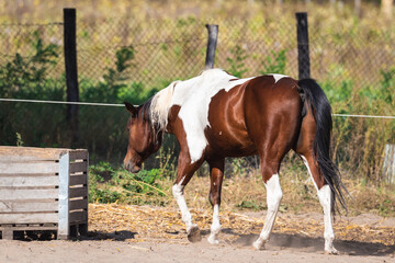 brown and white horses are playing on the farm