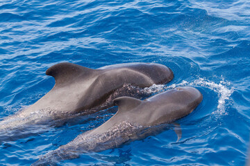 Naklejka premium Pilot whales off the coast of Tenerife, Canary Islands
