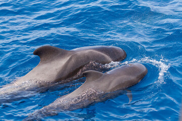 Pilot whales off the coast of Tenerife, Canary Islands