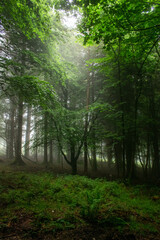 Fototapeta na wymiar Foggy Morning at Forest, Ireland