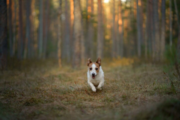 red and white dog runs. little active jack russell plays in nature. 