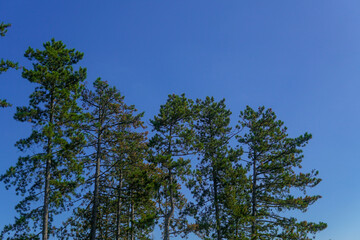 trees agaisnt sky in summer