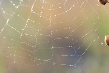 A wet spiders web shot against some colourful flowers.