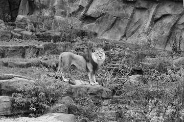 lion