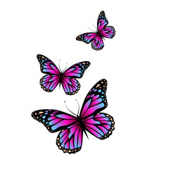Plakat Flying purple-pink butterflies. Vector illustration