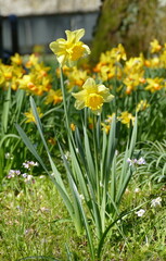 Obraz premium Yellow Narcissus pseudonarcissus in a park in spring in Zurich, Switzerland