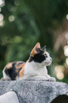 Cat on roof