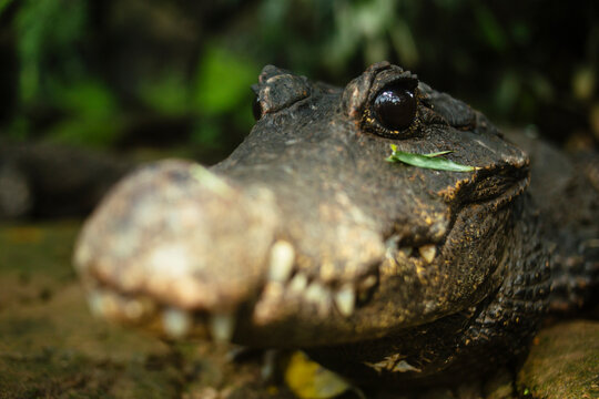 Dwarf Crocodile