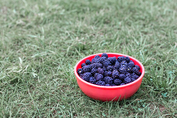 Blackberries in a bowl on the lawn