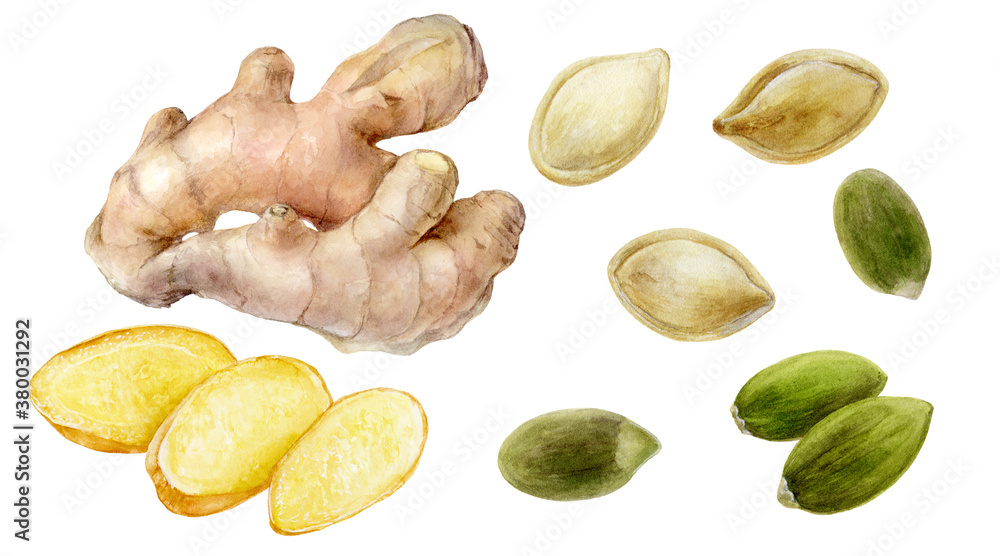 Sticker pumpkin seeds ginger root and slice set watercolor painting isolated on white background