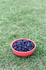 Blackberries in a bowl on the lawn