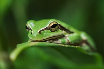 frog on a leaf