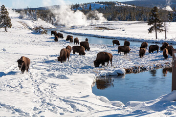 Bison grazing near Yellowstone hot springs in winter - obrazy, fototapety, plakaty