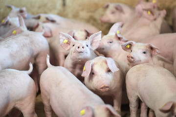 A close up of an animal pig farm industry