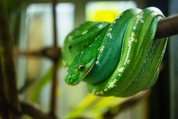 Green Tree Python